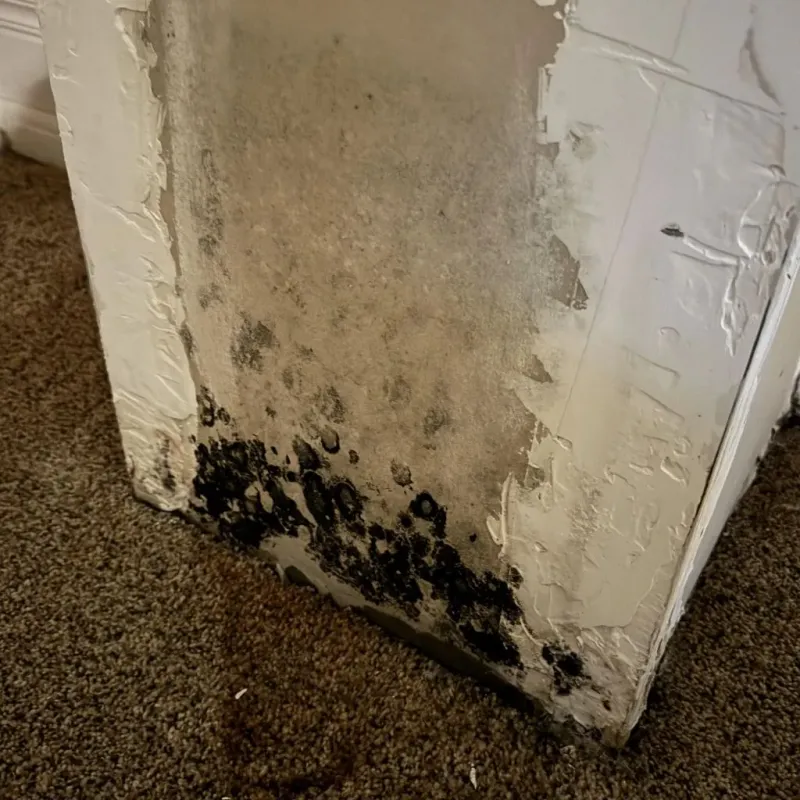 Professional Mold Removal in Bedford County, TN